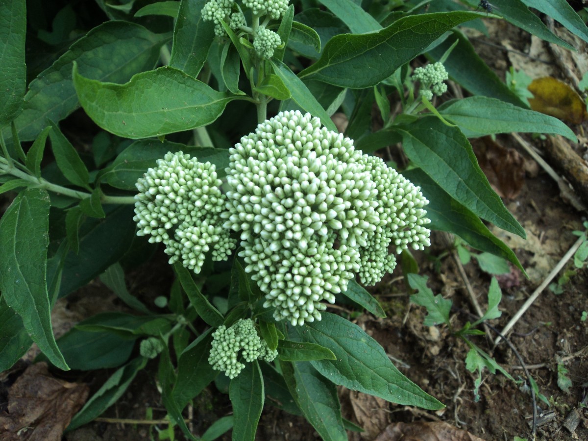 Austroeupatorium inulifolium (Kunth) R.M.King & H.Rob.